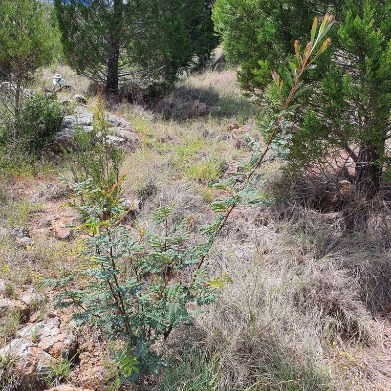 Acacia rubida, photographed by Claudia Schipp