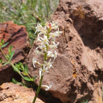 Stackhousia monogyna, photographed by Claudia Schipp