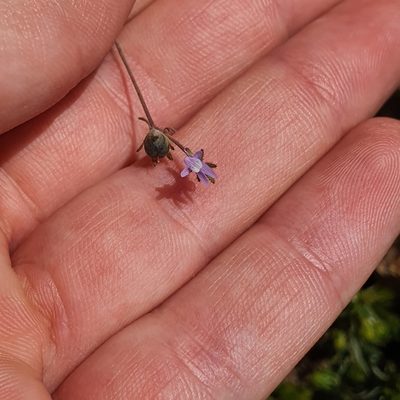 Linaria arvensis, photographed by Claudia Schipp