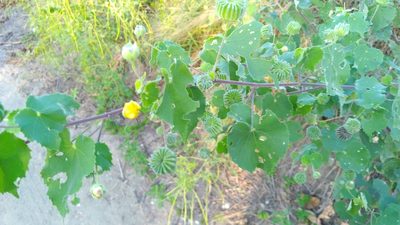 Abutilon indicum, photographed by 林嘉恩