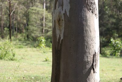 Eucalyptus tereticornis, photographed by Greg Tasney