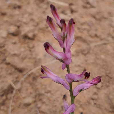 Fumaria bastardii, photographed by Claudia Schipp