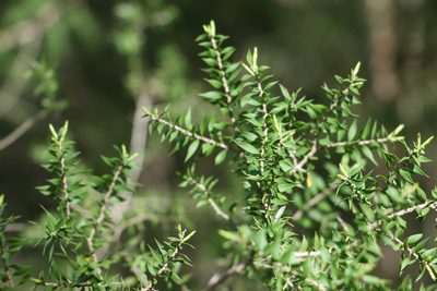 Melaleuca styphelioides, photographed by Greg Tasney