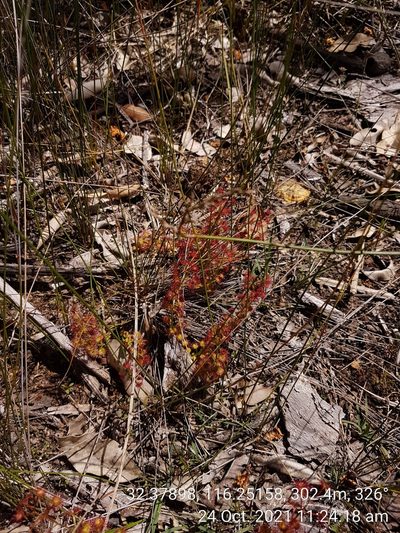 Drosera stolonifera, photographed by Em Lamond