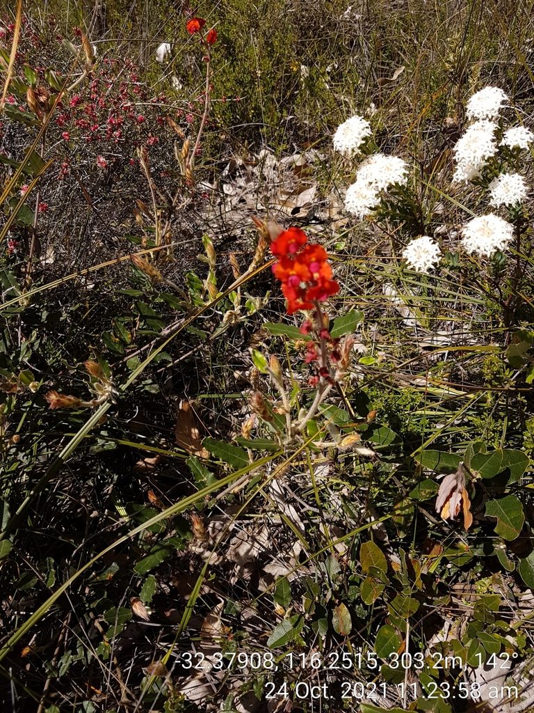 Gastrolobium villosum, photographed by Em Lamond