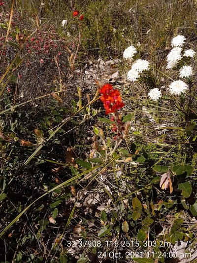 Gastrolobium villosum, photographed by Em Lamond