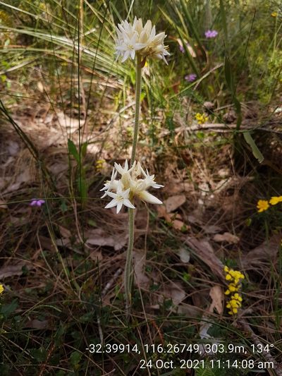 Conostylis setosa, photographed by Em Lamond
