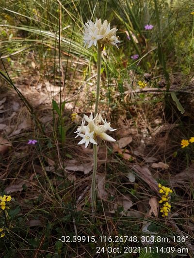 Conostylis setosa, photographed by Em Lamond