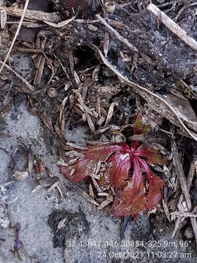 Drosera tubaestylis, photographed by Em Lamond
