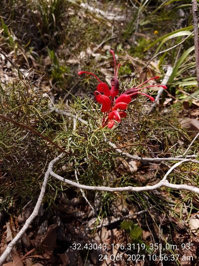 Grevillea wilsonii, photographed by Em Lamond