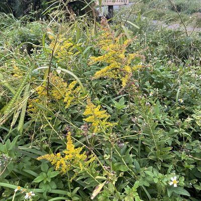 Solidago altissima, photographed by Takaaki Hattori