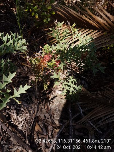 Grevillea bipinnatifida, photographed by Em Lamond