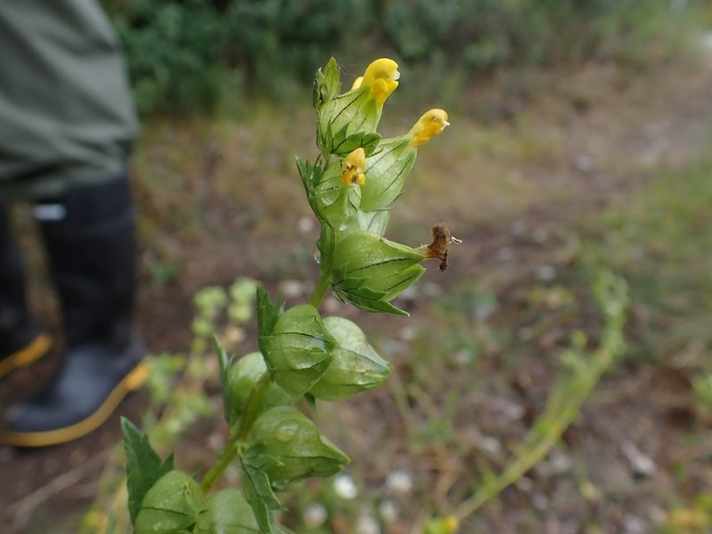 Rhinanthus groenlandicus, photographed by Ellyne Geurts