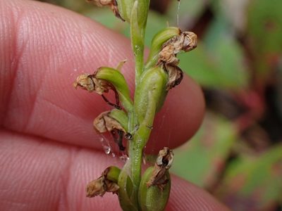 Platanthera obtusata, photographed by Ellyne Geurts