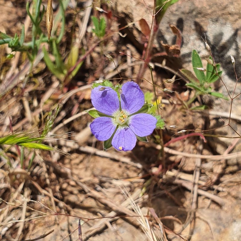 Erodium crinitum, photographed by Claudia Schipp