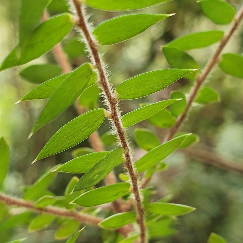 Acrotriche divaricata, photographed by ronavery