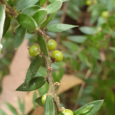 Acrotriche divaricata, photographed by ronavery