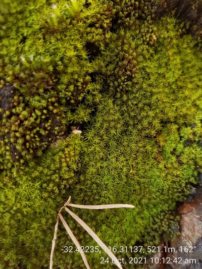 Calymperastrum latifolium, photographed by Em Lamond