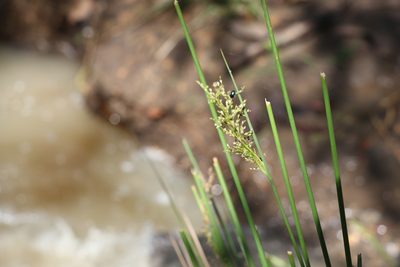 Juncus usitatus