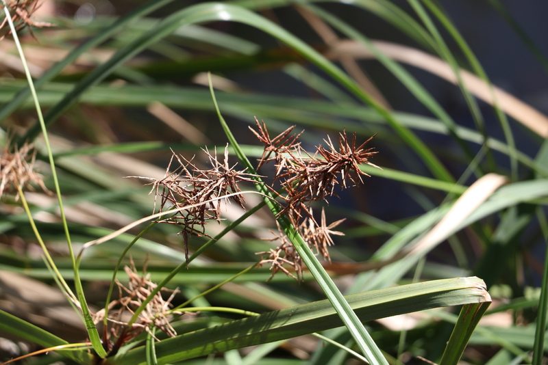 Cyperus lucidus, photographed by Greg Tasney