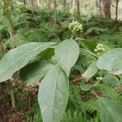 Clerodendrum tomentosum, photographed by ronavery
