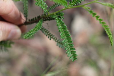 Dodonaea multijuga, photographed by Greg Tasney