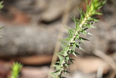 Melichrus urceolatus, photographed by Greg Tasney