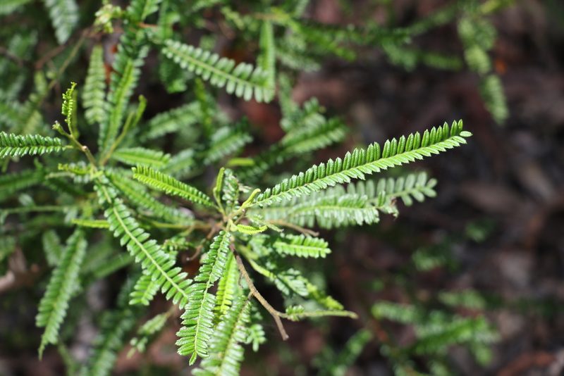 Dodonaea multijuga, photographed by Greg Tasney
