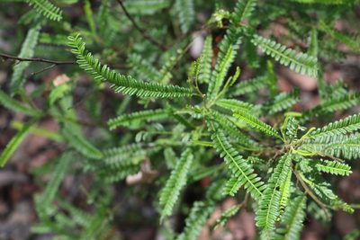 Dodonaea multijuga, photographed by Greg Tasney