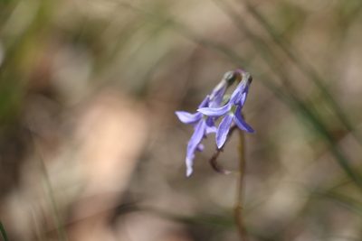 Lobelia gibbosa, photographed by Greg Tasney