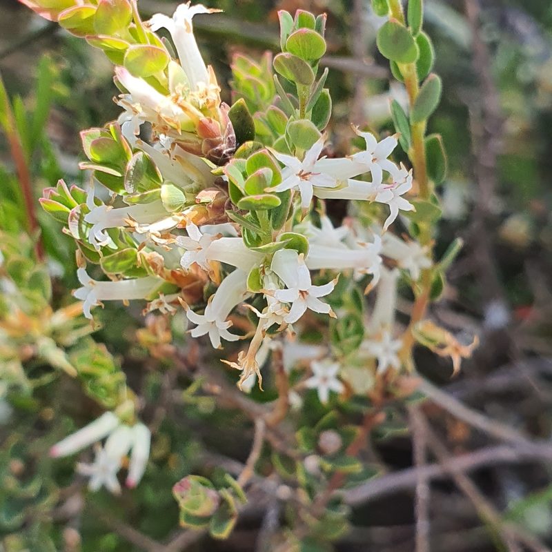 Brachyloma daphnoides, photographed by Claudia Schipp