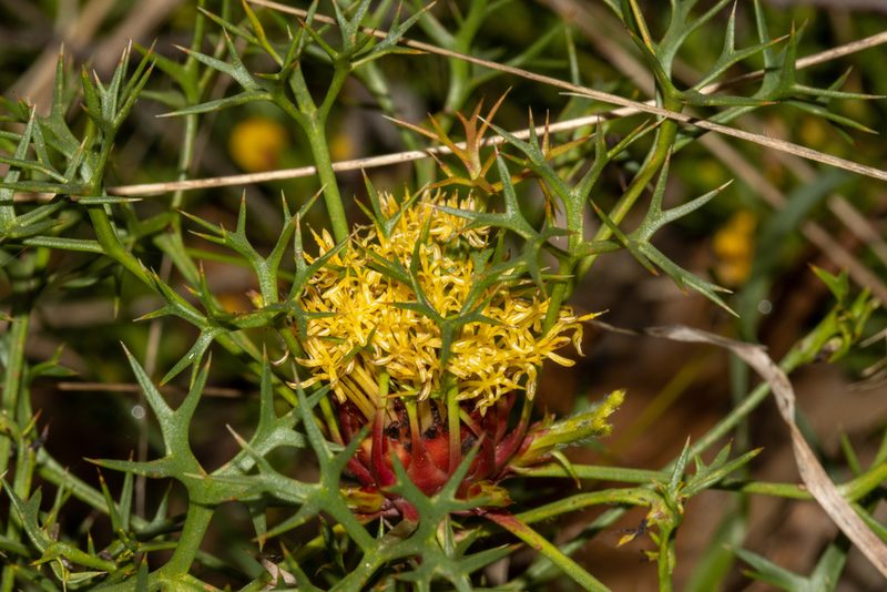 Isopogon ceratophyllus, photographed by T. Hammer