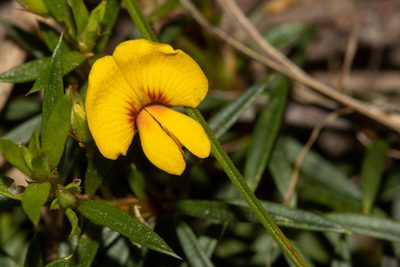 Pultenaea pedunculata, photographed by T. Hammer