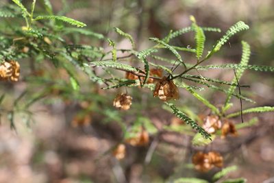 Dodonaea multijuga, photographed by Greg Tasney