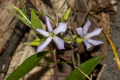 Billardiera cymosa, photographed by T. Hammer