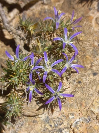 Wahlenbergia subulata, photographed by Brian du Preez