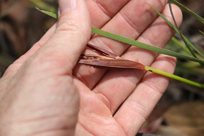 Patersonia glabrata, photographed by Greg Tasney