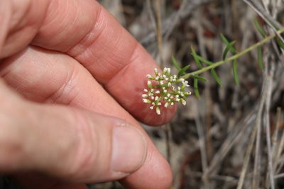 Platysace ericoides, photographed by Greg Tasney