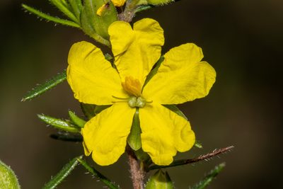 Hibbertia riparia, photographed by T. Hammer