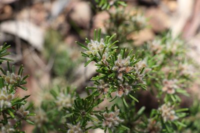 Pultenaea petiolaris, photographed by Greg Tasney