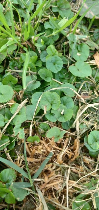 Dichondra microcalyx, photographed by Cecilia Pombo Posente