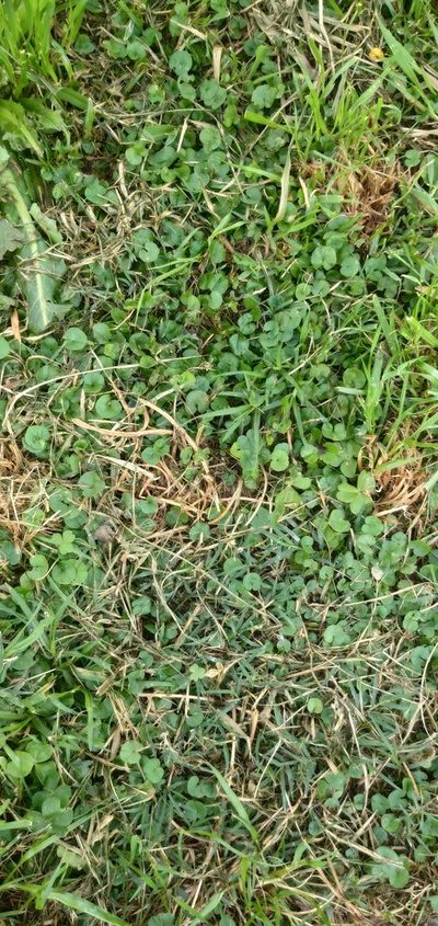 Dichondra microcalyx, photographed by Cecilia Pombo Posente