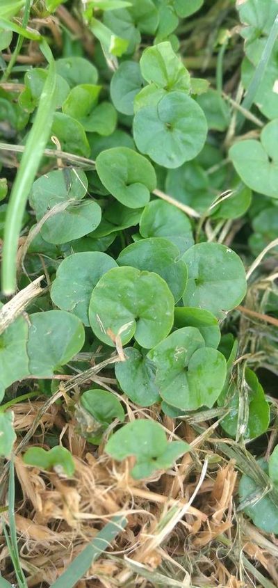 Dichondra microcalyx, photographed by Cecilia Pombo Posente