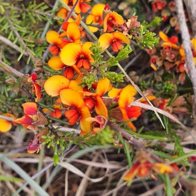 Dillwynia sericea, photographed by Claudia Schipp