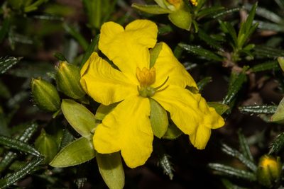 Hibbertia riparia, photographed by T. Hammer