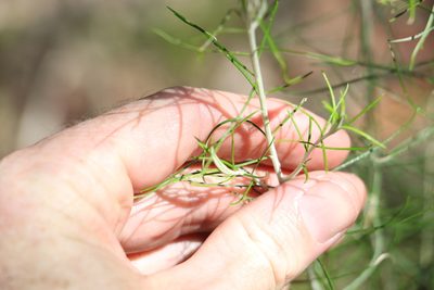 Cassinia laevis, photographed by Greg Tasney