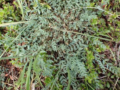 Astragalus laxmannii, photographed by Ellyne Geurts