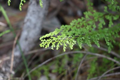 Lindsaea microphylla, photographed by Greg Tasney