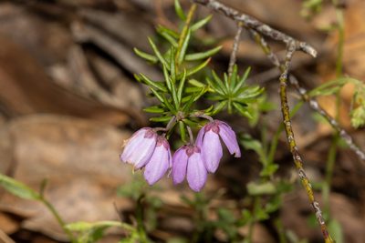 Tetratheca pilosa, photographed by T. Hammer