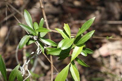 Denhamia pittosporoides, photographed by Greg Tasney